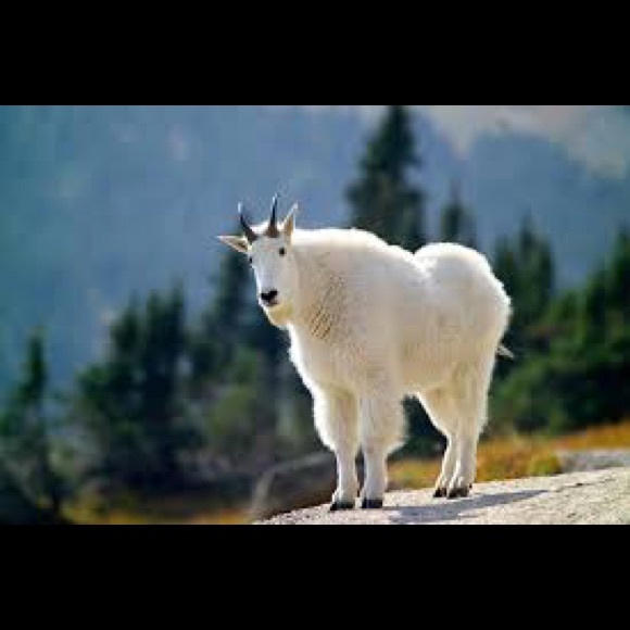 Meet your Posher, P - Picture 1 of 1